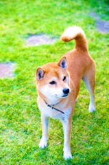 柴犬日和