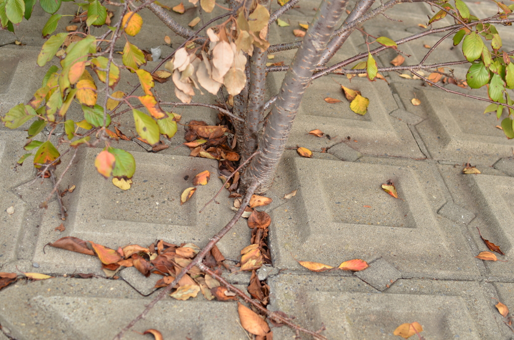 邪魔者はどちら？（長津川親水公園）