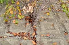 邪魔者はどちら？（長津川親水公園）