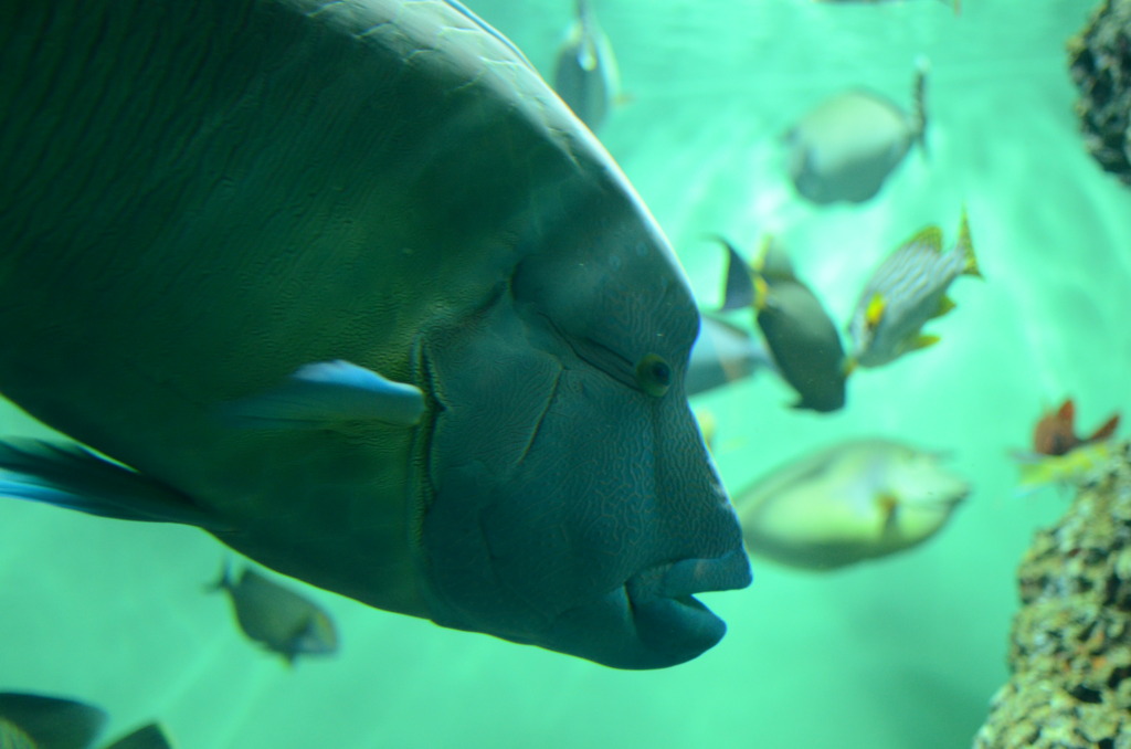 割り込み（葛西臨海水族館）