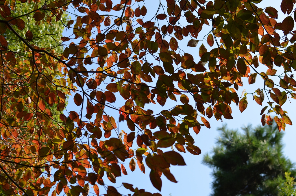 色づく季節（じゅん菜公園）