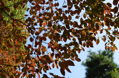 色づく季節（じゅん菜公園）