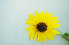 さよなら夏の日