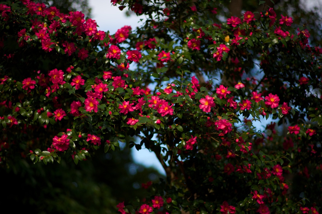 サザンカの咲く頃