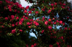 サザンカの咲く頃