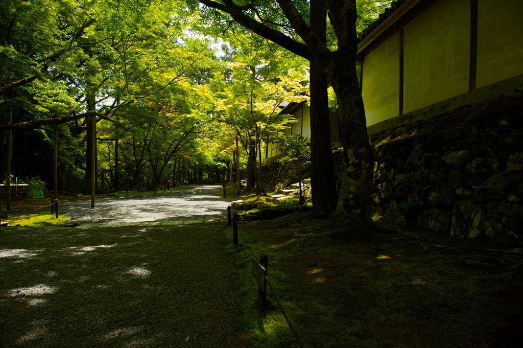 木漏れ陽の巡礼路