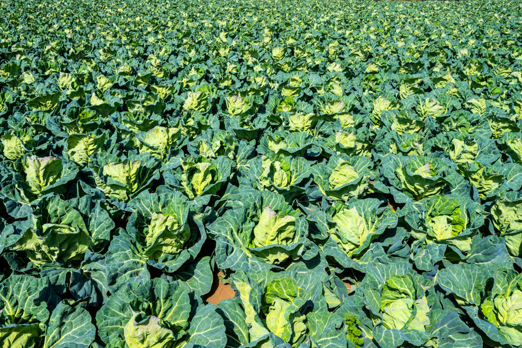 野菜天国