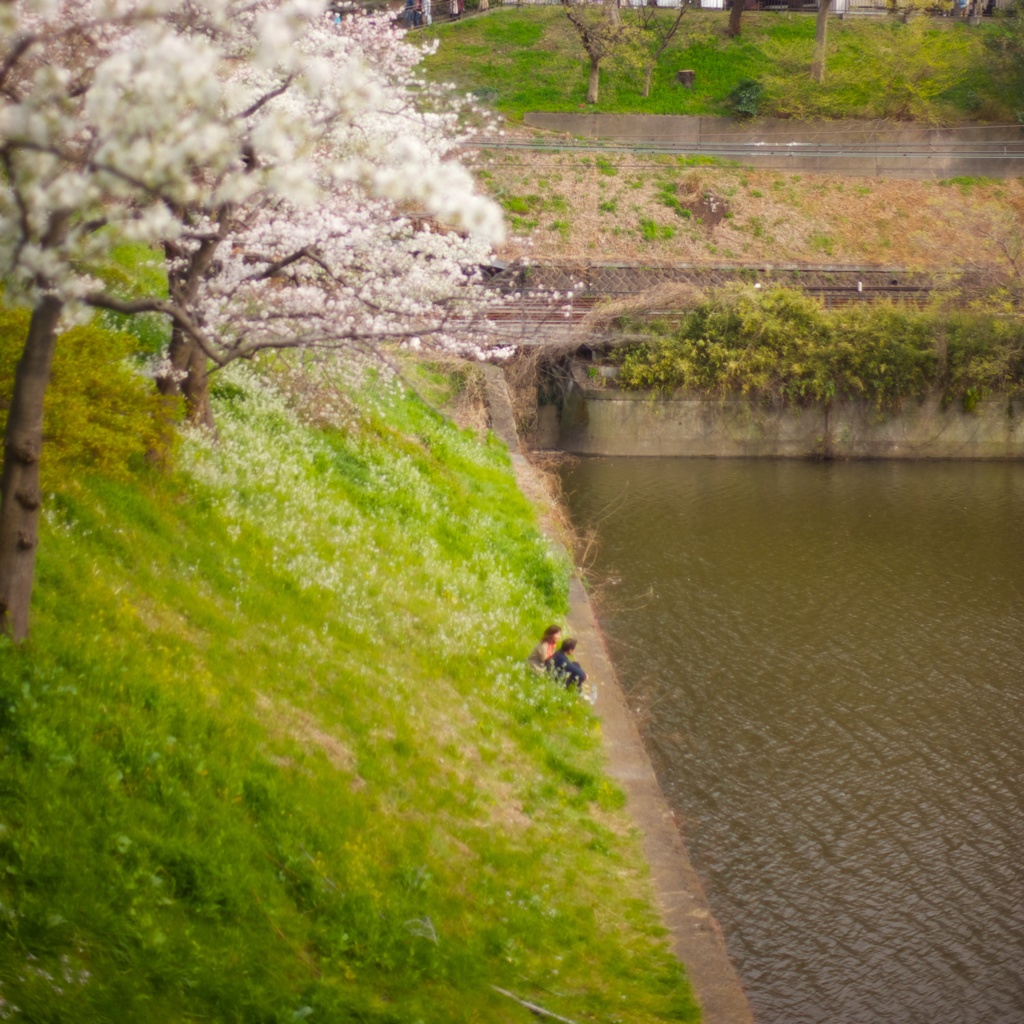 桜の頃に