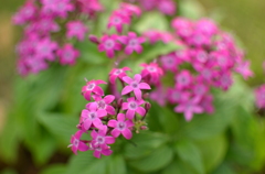 あくまでも可憐に（自宅庭にて）