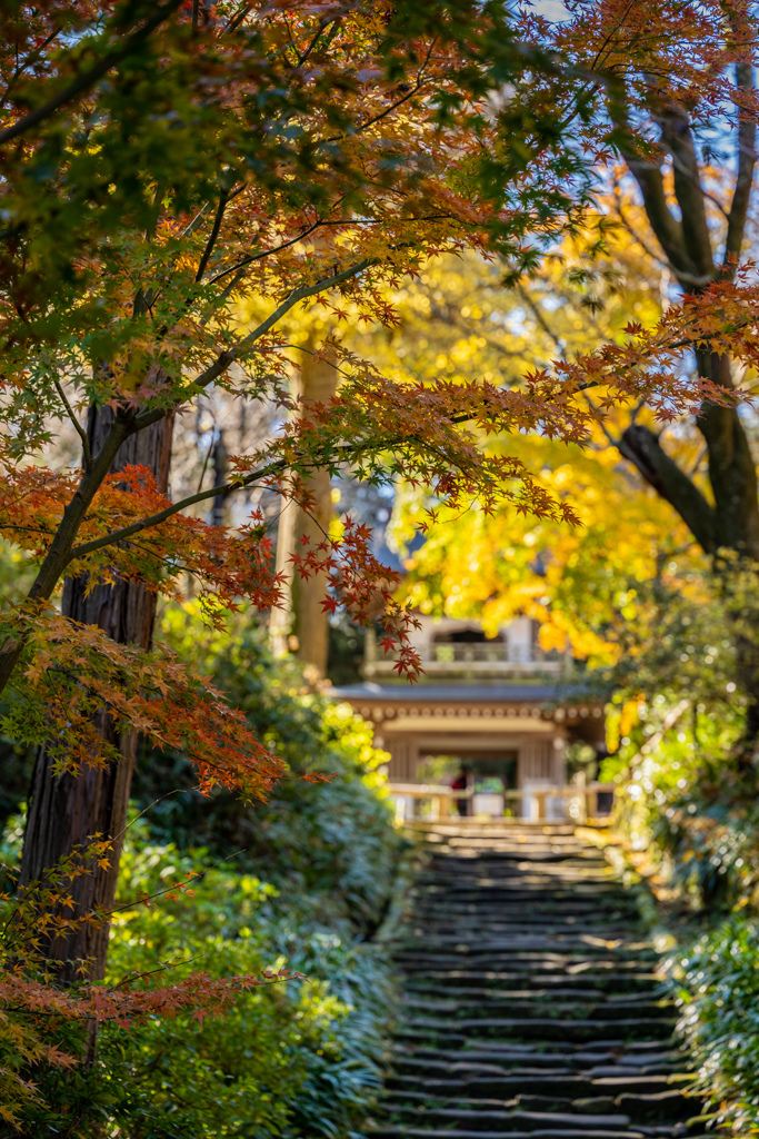 冬の鎌倉巡礼路