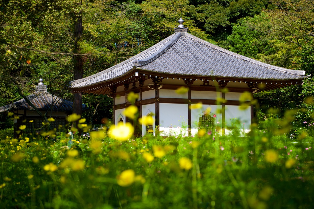 秋桜と不動堂