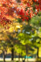 紅葉のメロディ