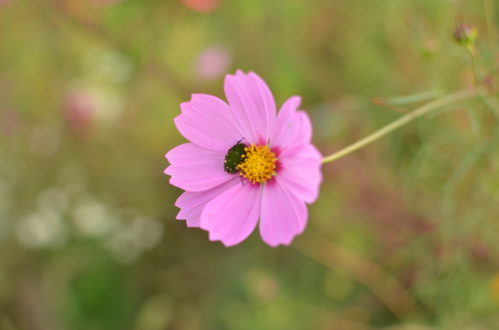 ランデヴー（長津川親水公園）