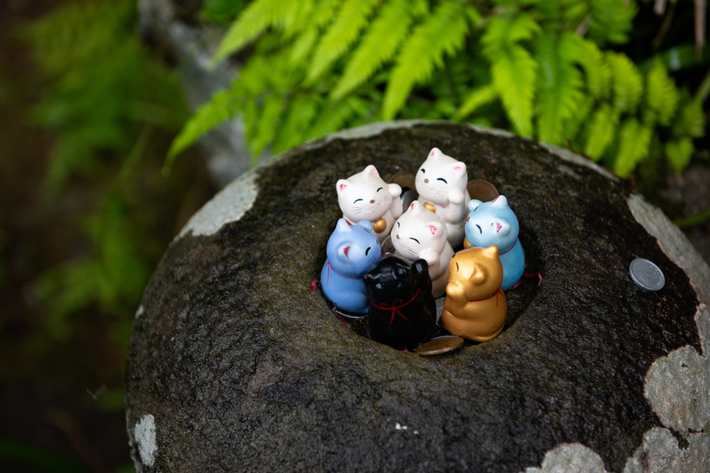 福猫