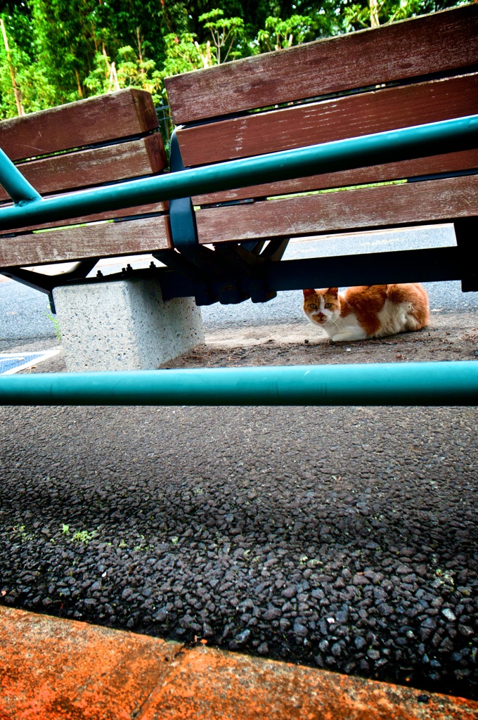 雨上がりの午後とネコ