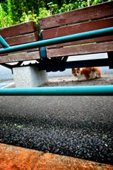 雨上がりの午後とネコ