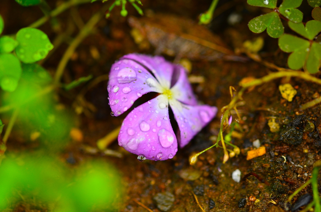 雨と落ち花