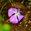 雨と落ち花