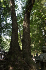 仲良し夫婦