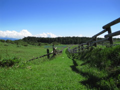 緑の草原