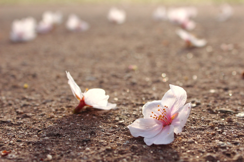 桜のあと