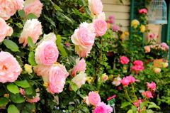 a rose garden