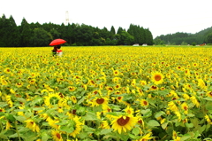 雨と向日葵がくれた距離