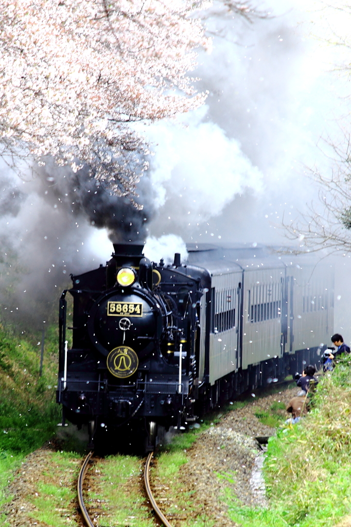 桜舞う日に