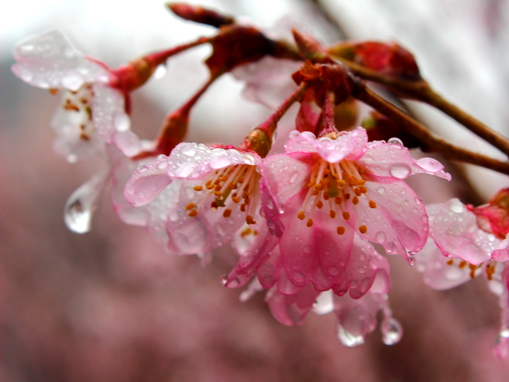 濡れ桜