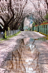 桜花道