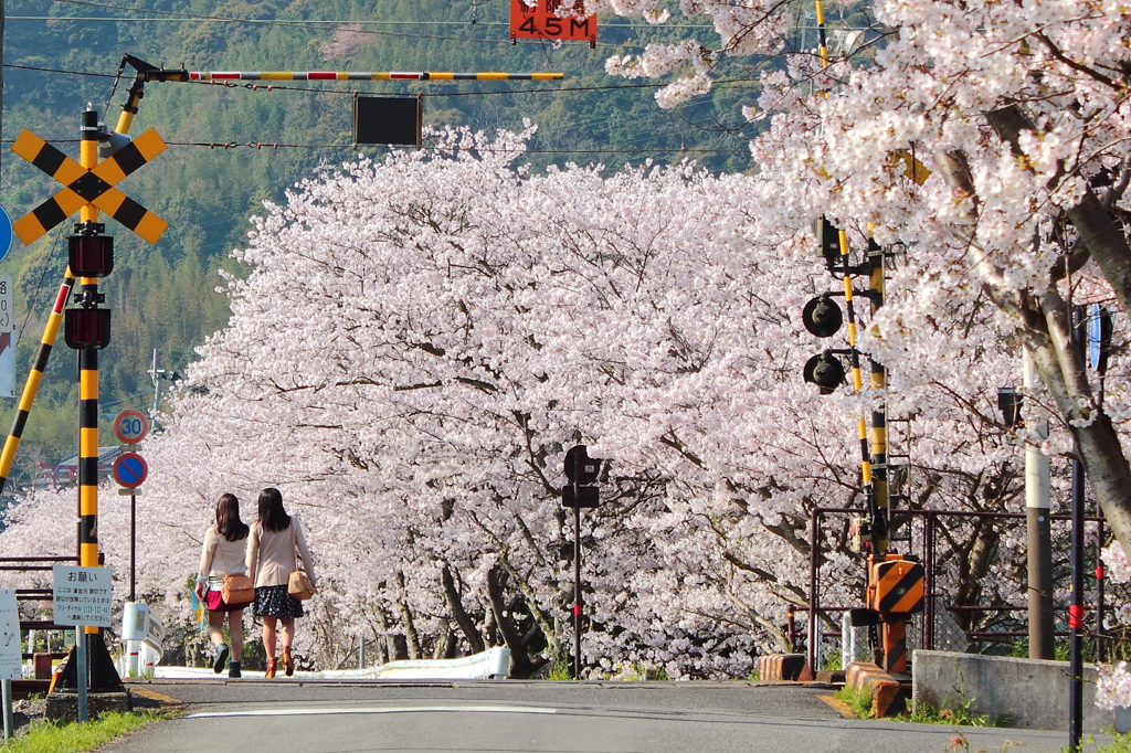 桜の時