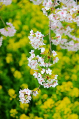 菜の花を背に咲く