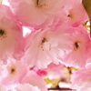 この胸いっぱいの桜