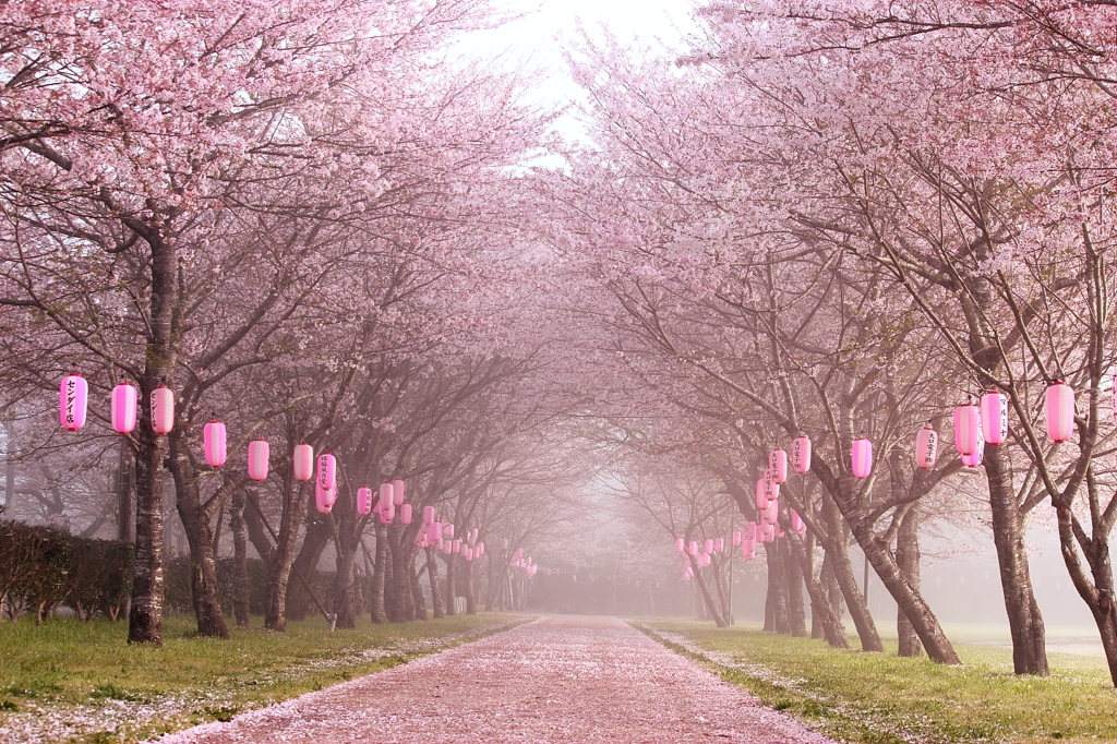 霧桜