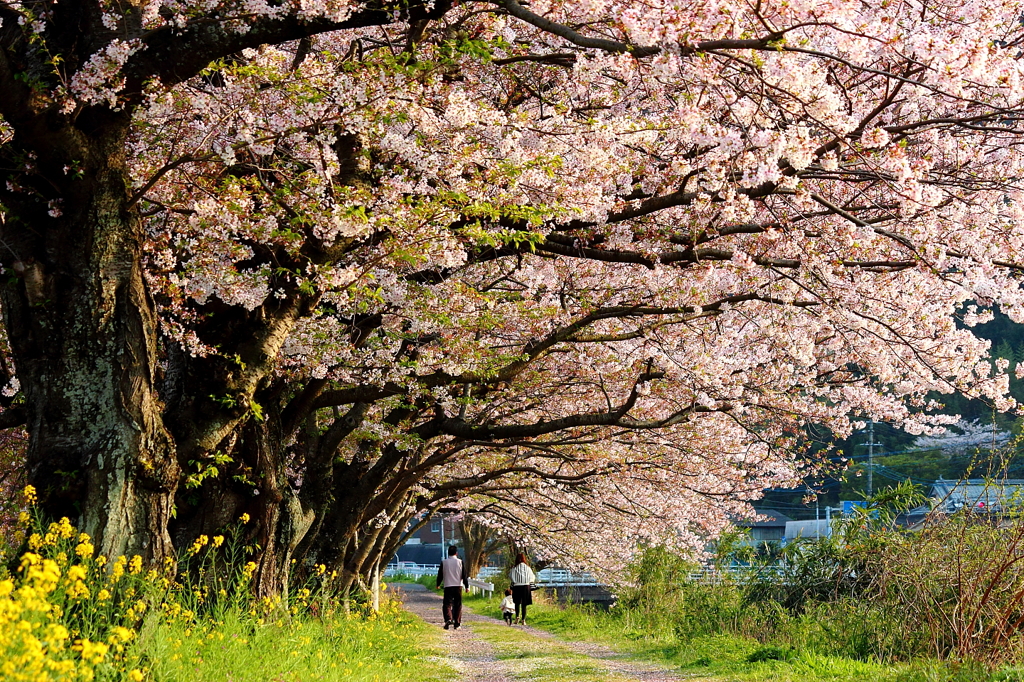 桜日和