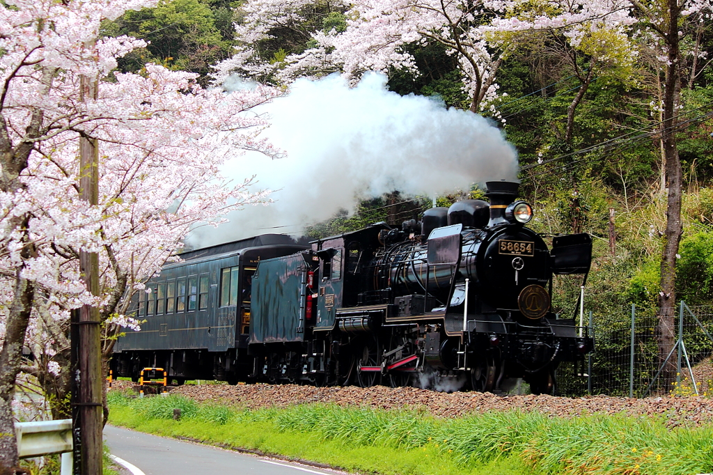 sakura railroad