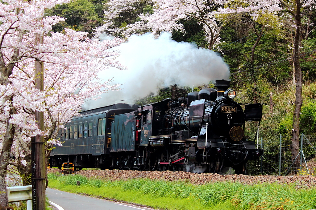 sakura railroad