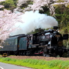 sakura railroad