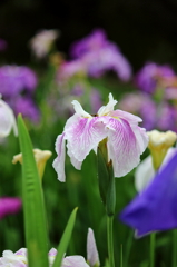 雨の華