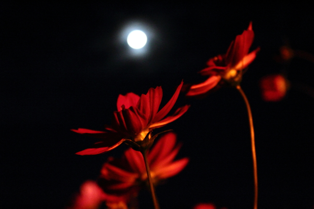 月光花
