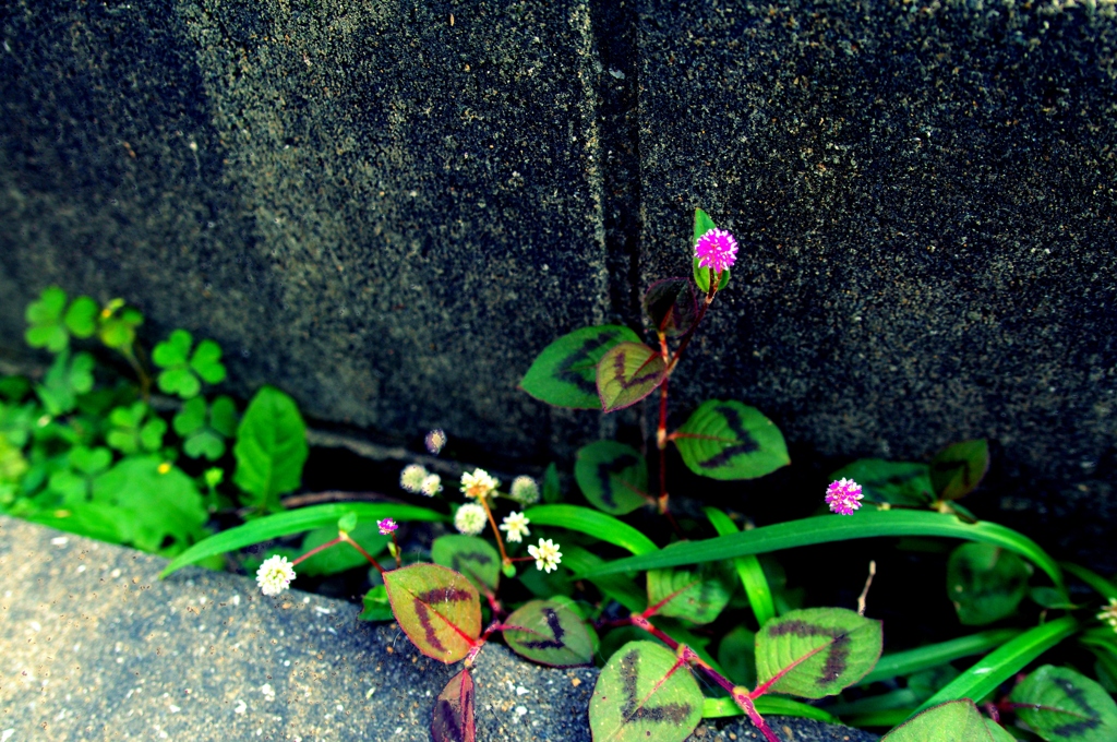 金平糖flower