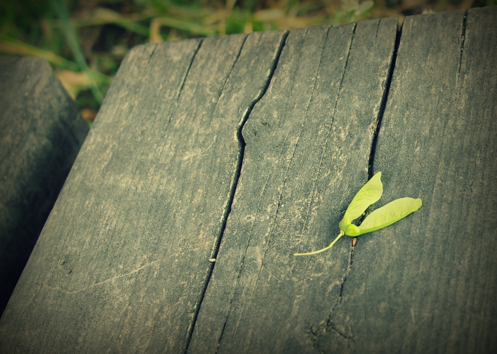 broken  heart
