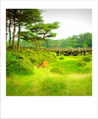 夏草の高原