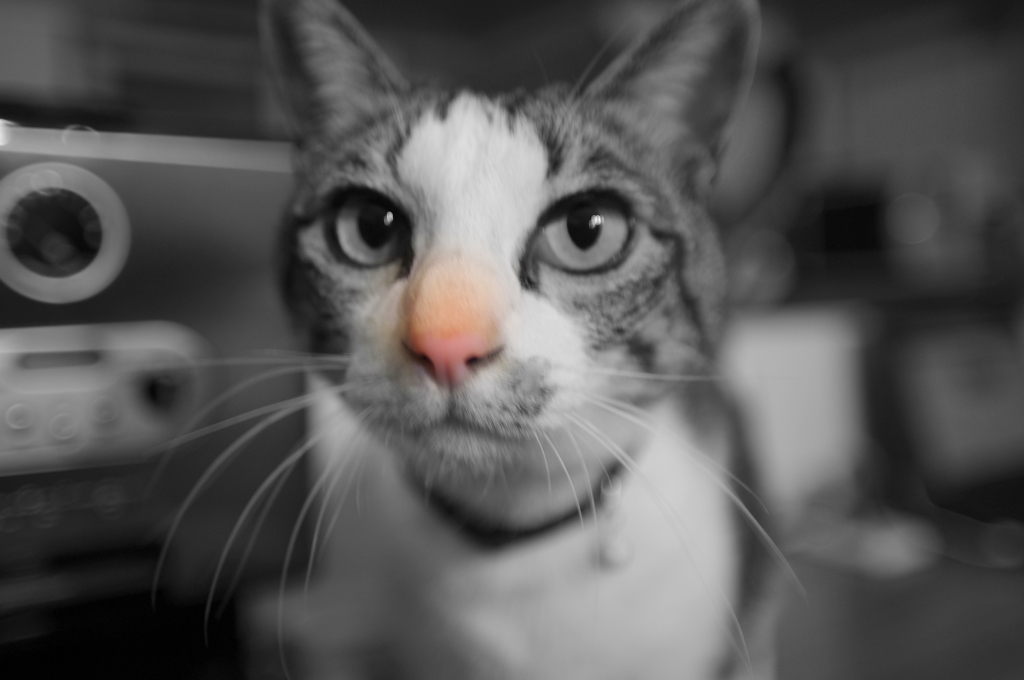 私の彼