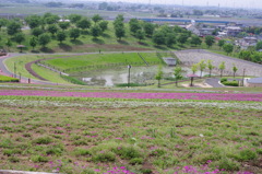 太田　芝桜