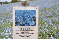 おおた芝桜まつり