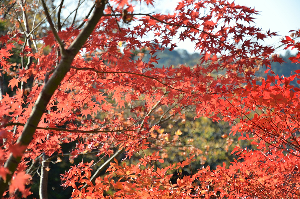 高尾山（その２）