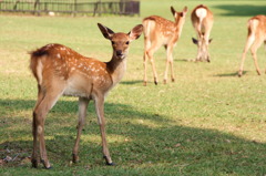 奈良公園