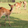 奈良公園