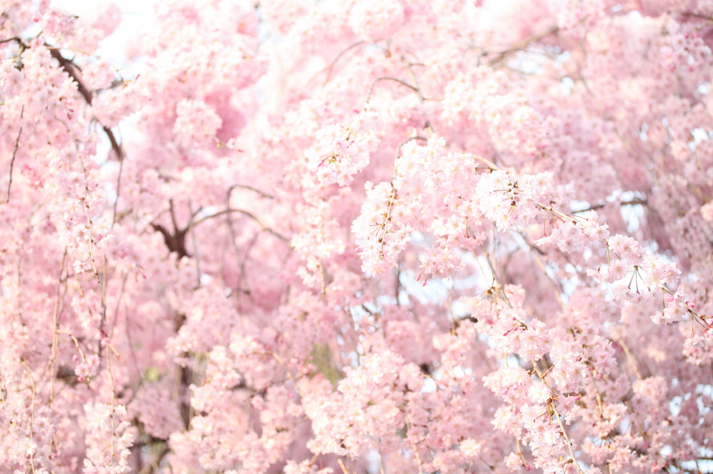 京都桜